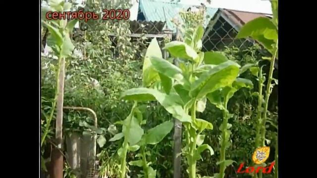 СБОР УРОЖАЯ ТАБАКА ПОДХОДИТ К КОНЦУ