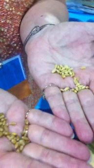 Red Wheat vs. White Wheat