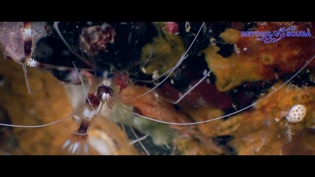 The Banded Coral Shrimp (Stenopus hispidus)