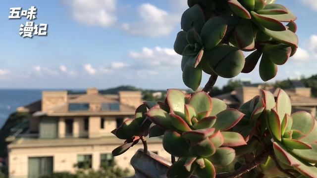 多肉植物｜几款花器与肉肉搭配：莎莎女王、女雏、艳日辉、白牡丹、白蜡东云