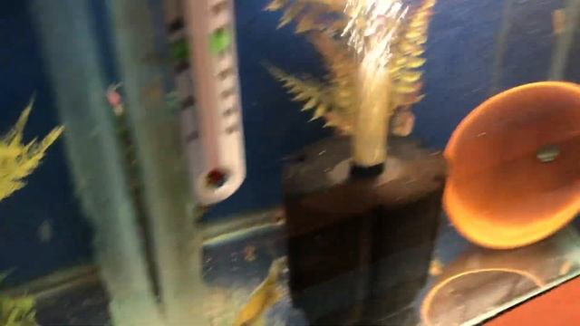 Maleri Stuartgranti Aulonocara Breeding Colony!!!!!