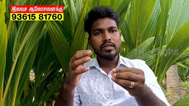 மக்காச்சோளத்தில் மகசூல் குறைய காரணங்களும் அதன் தீர்வுகளும் Maize Production | corn | Baby Corn சோளம