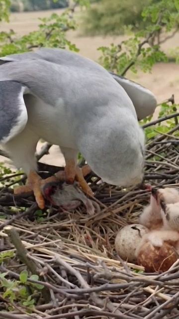kite bird feeding 2#shorts
