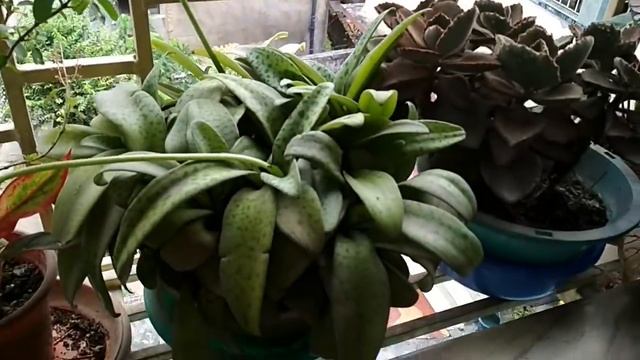 Beautiful Succulents || How to Plant Succulents