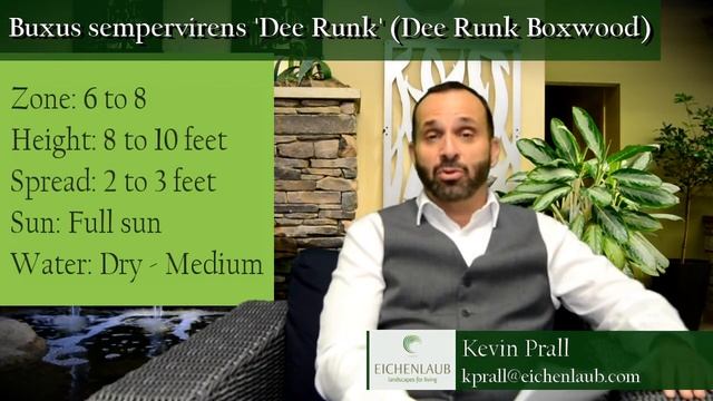 Dee Runk Boxwood - Upright Shrub -Landscaping Ideas  - Eichenlaub