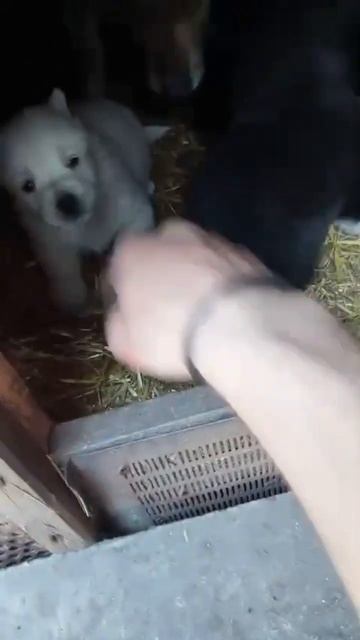 Охранники подрастают 😀