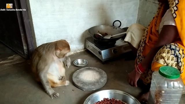 मंकी रानी और मम्मी दोनों लोग खाना बना रहे हैं।।monkey Rani with mummy cooking I love Animals