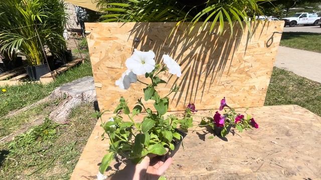 Trimming Wave Petunias
