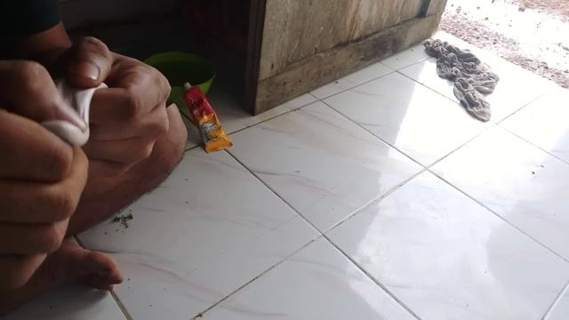 cara membuat pulut tanpa getah getahan.