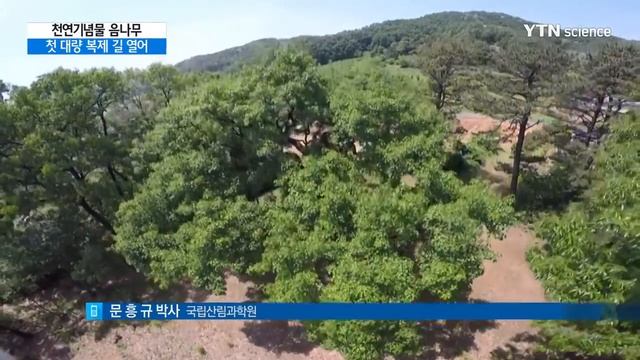 [YTN 사이언스] 천연기념물 음나무 대량 생산 기술 첫 개발 / YTN 사이언스