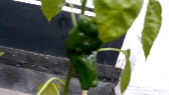 Pimientos de Padron