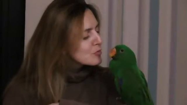 Попугай эклектус Аркобалено. 5 месяцев. Наш первый клип