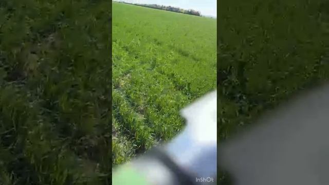 Озимая. Зима. Весна. 2025 г.