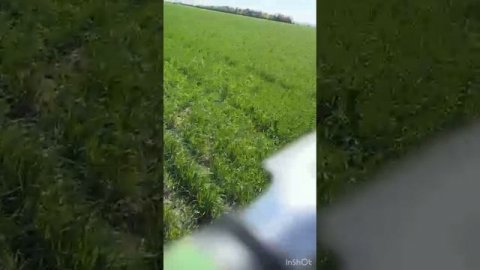 Озимая. Зима. Весна. 2025 г.