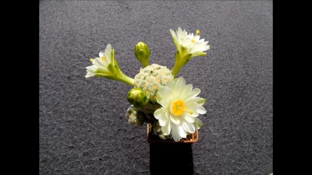 Mammillaria theresae v. albiflora