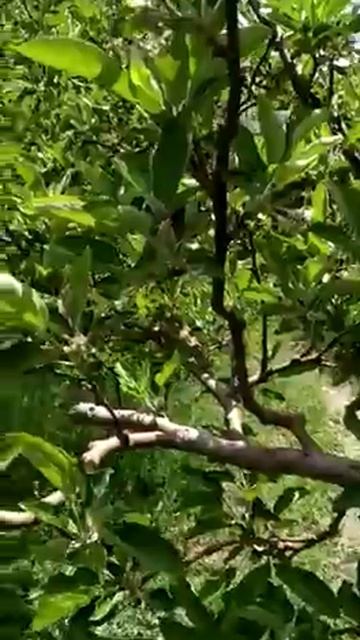 Plants of hills