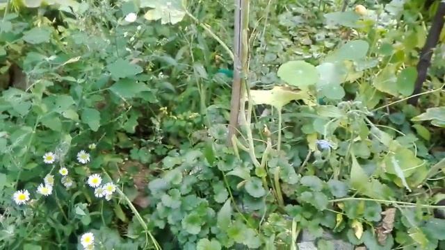 VLOG Orto Sinergico Situazionista (Agosto 2019)