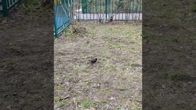 Скворец 15.04.2025