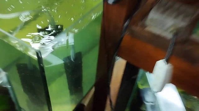 Обзор. Коряга вымачивается. Теренция заморачиваться.