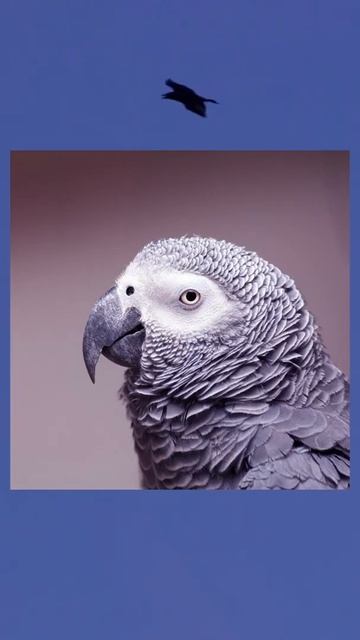 The Secret Genius Of Songbirds.