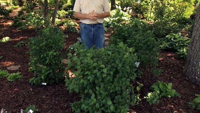 Oklahoma Proven Plants for 2014