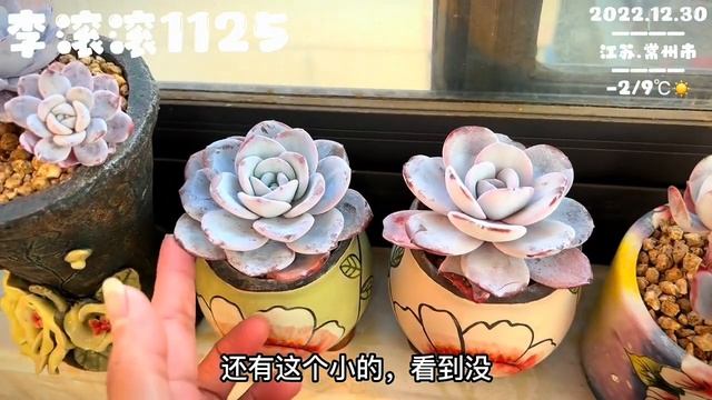 李滚滚：薅掉叶子的冰玉每颗都是小萝卜腿，每棵都珠圆玉润的，太可爱了！｜室内养多肉