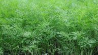 Первая подкормка укропа: Узнайте, как получить в 3 раза больше зелени!