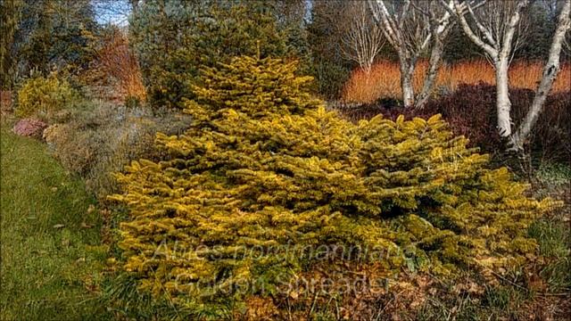 Bressingham Winter Garden
