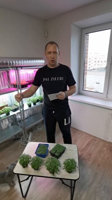 БИЗНЕС НА МИКРОЗЕЛЕНИ (МИНУСЫ) - МИКРОЗЕЛЕНЬ ДОМА - БИЗНЕС ИДЕИ - БИЗНЕС С НУЛЯ НА ДОМУ