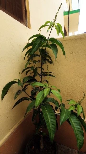 Grafted Mango plant flowering 3 times@ year.