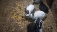 Ребята Кролики Грызут🔥🐰🐰🐰