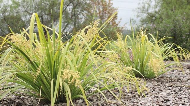 TROPIC CASCADE™ is a compact weeping Lomandra