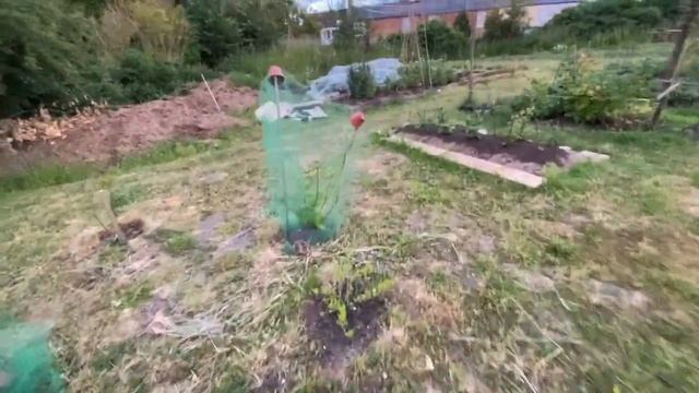 Evening allotment tour early June: PEAS, BROAD BEANS, BROCCOLI, BEETROOT, TOMATO PLANTS & LETTUCE!