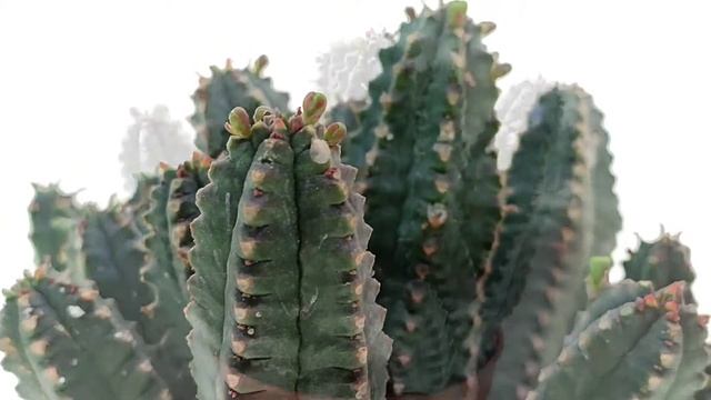 Euphorbia jansenvillensis