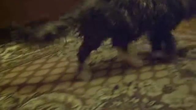 Кот после душа