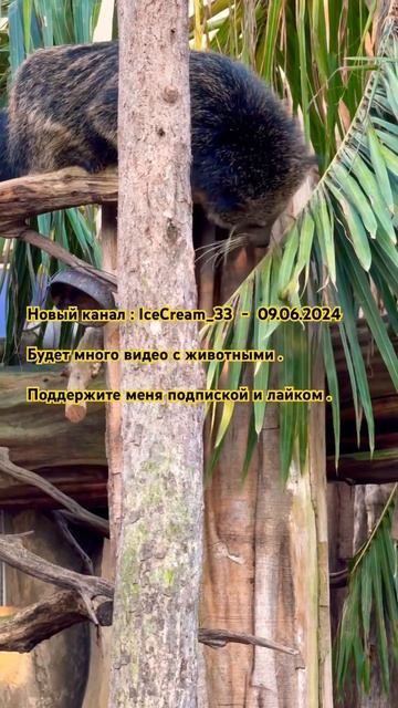 Binturong. ZOO. #binturong #бинтуронг #zoo #зоопарк #animals #животные #nature #природа #2024 #musi