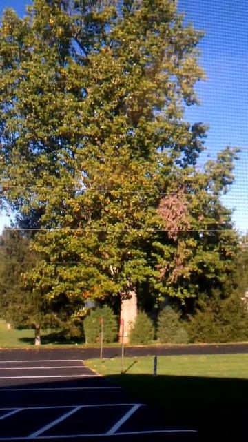 Tree Falling At DABC