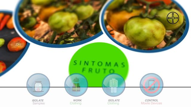 (English) - ToBRFV Tomato Brown Rugose Fruit Virus