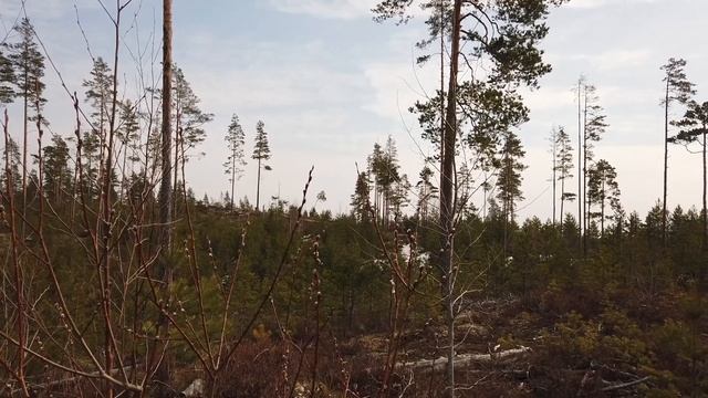 НАШЛИ РОГА В ЛЕСУ #природа #лось #лес