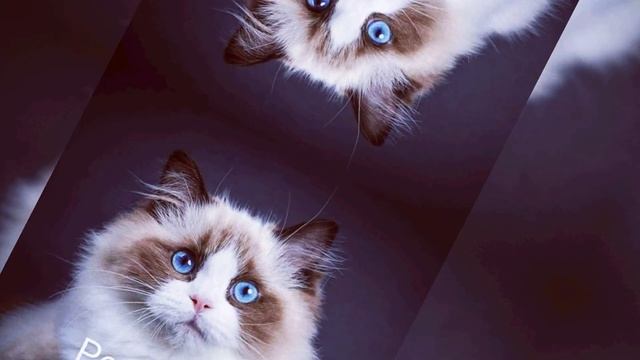 20 самых красивых пород кошек в мире😊а вы знаете названия не подписанных пород?