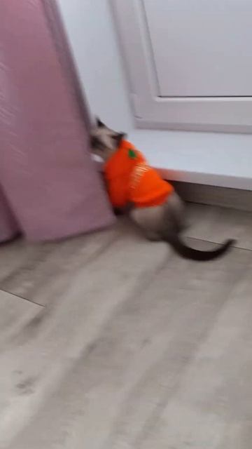 🐈⬛#коте#Ладушка-апельсин🍊🍊🍊🍊🍊🍊🍊🍊🍊🍊🍊🍊🍊🍊