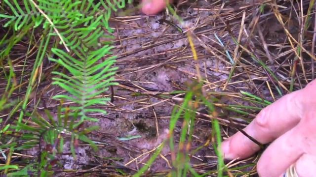 Nutrient Impacts on Wetlands: Field Studies New Zealand