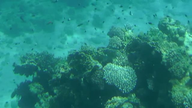 Corals, fishes of the Red Sea. Egypt