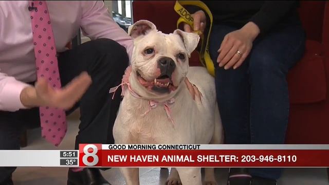 Pet of the Week: Lily