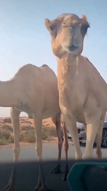 Desert Live