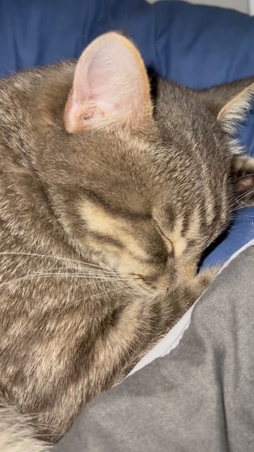 Милый котик 🐱