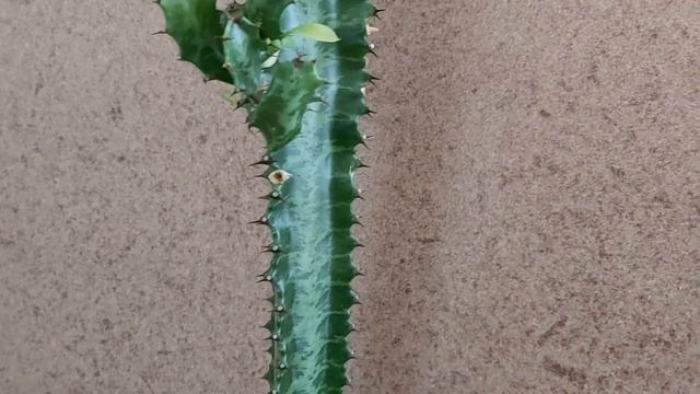 SÜT AĞACI (Euphorbia Trigona) #1bitki1bilgi