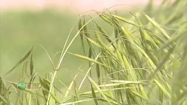 Grass Herbicides in Wheat #680 (Air Date 4/17/11)