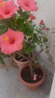 #pink hibiscus flower #vibhargi vlog #shorts