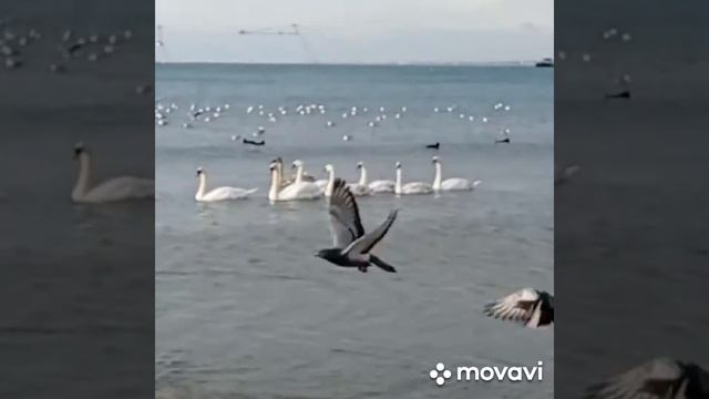 11 шикарных лебедей, как в сказке Андерсена.